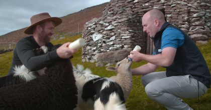 DINGLE 1080 Still 15 1 Two men bottle-feed lambs and goats near a stone hut on a Slea Head drive tour from Dingle.